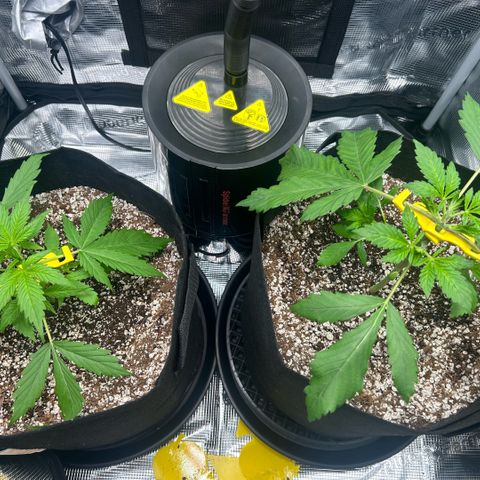 Rf3’s growlog timeline photo