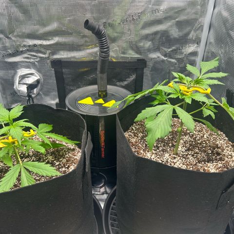 Rf3’s growlog timeline photo