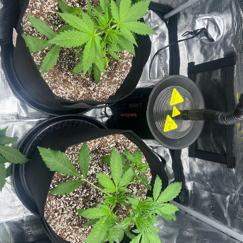 Rf3’s growlog timeline photo