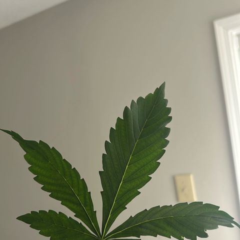 Rf3’s growlog timeline photo