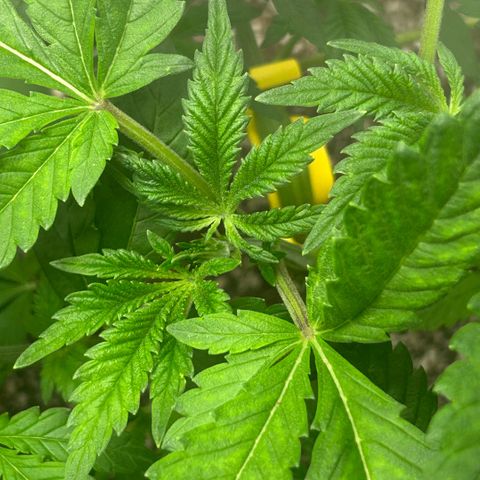 Rf3’s growlog timeline photo