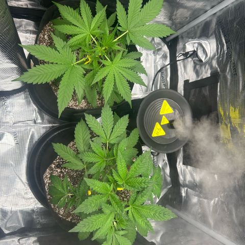 Rf3’s growlog timeline photo