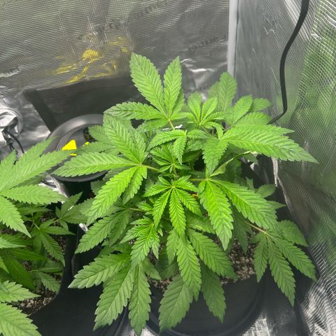 Rf3’s growlog timeline photo