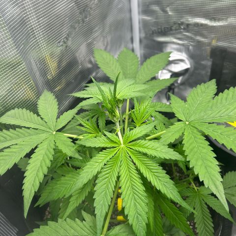 Rf3’s growlog timeline photo