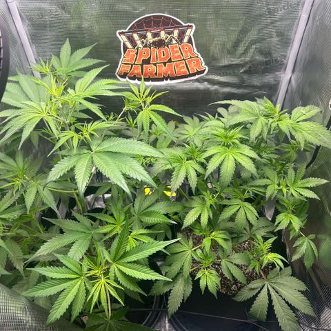 Rf3’s growlog timeline photo