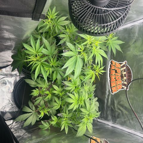 Rf3’s growlog timeline photo