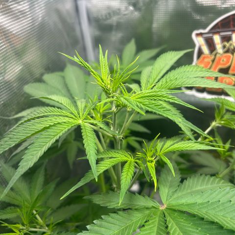 Rf3’s growlog timeline photo