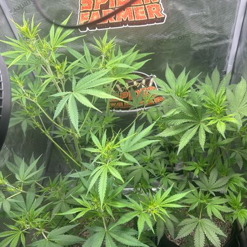 Rf3’s growlog timeline photo