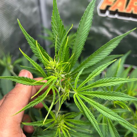 Rf3’s growlog timeline photo