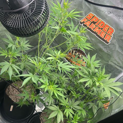 Rf3’s growlog timeline photo