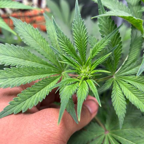 Rf3’s growlog timeline photo