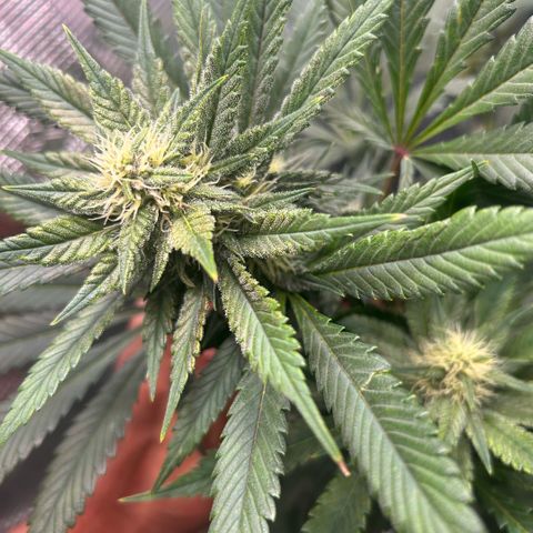 Rf3’s growlog timeline photo