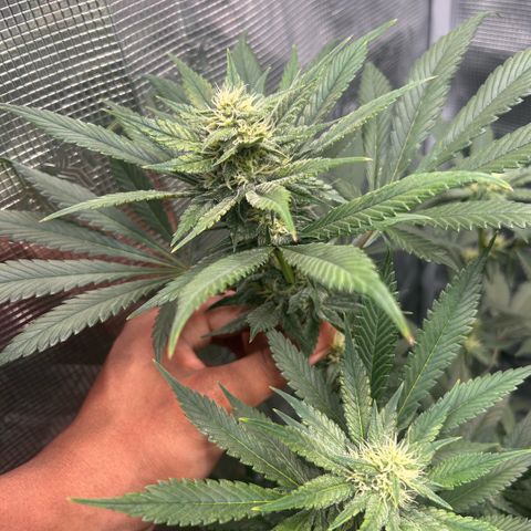 Rf3’s growlog timeline photo