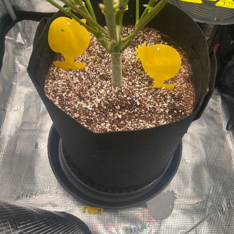 Rf3’s growlog timeline photo