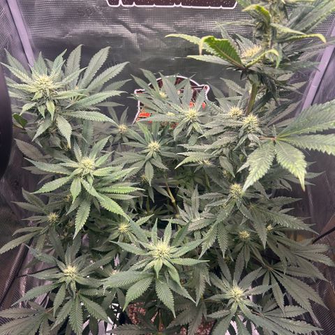 Rf3’s growlog timeline photo