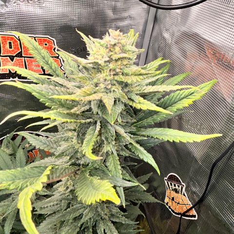 Rf3’s growlog timeline photo
