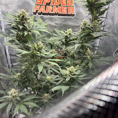 Rf3’s growlog timeline photo