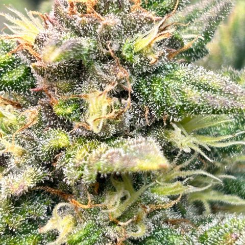 Rf3’s growlog timeline photo