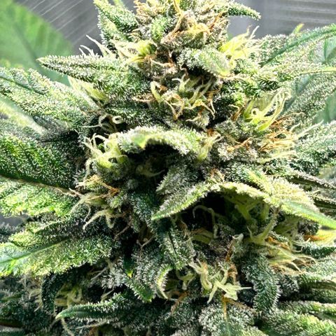 Rf3’s growlog timeline photo