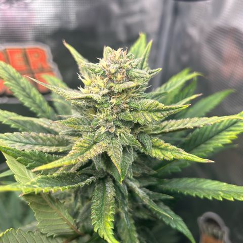 Rf3’s growlog timeline photo
