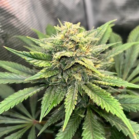 Rf3’s growlog timeline photo