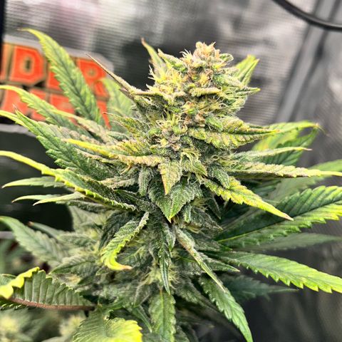 Rf3’s growlog timeline photo