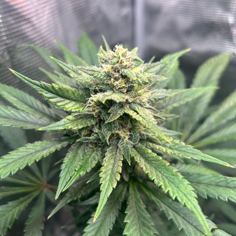 Rf3’s growlog timeline photo
