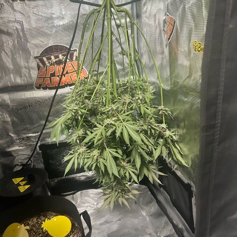 Rf3’s growlog timeline photo