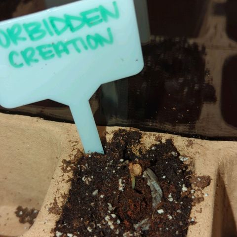 Forbidden Creation  growlog photo: Popped out of the soil today. Hasn't lost shell yet.