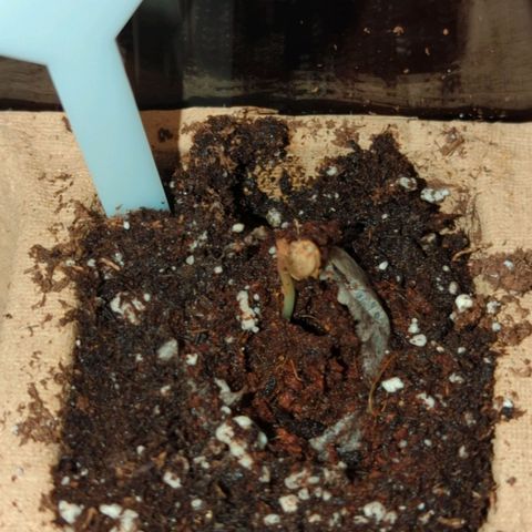 Forbidden Creation  growlog photo: Popped out of the soil today. Hasn't lost shell yet.