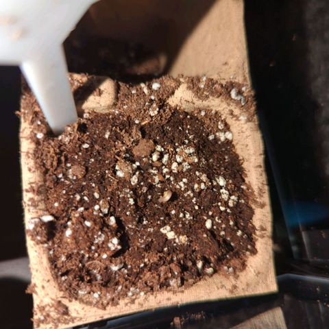 Lilac Cookies growlog photo: Popping through the soil today. Should be opening leaves soon. 