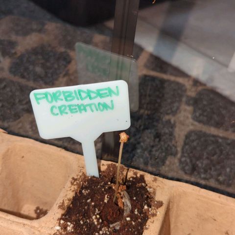 Forbidden Creation  growlog photo: Stretching tall. Hopefully it has a strong stem for growing. Will keep an eye on it. 