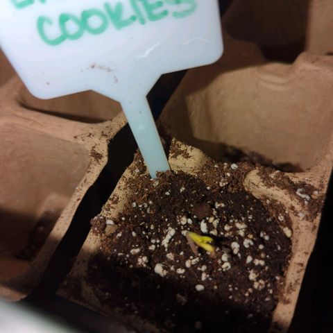 Lilac Cookies growlog timeline photo