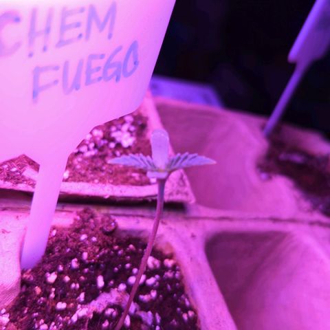 Chem Fuego  growlog timeline photo