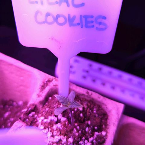 Lilac Cookies growlog timeline photo
