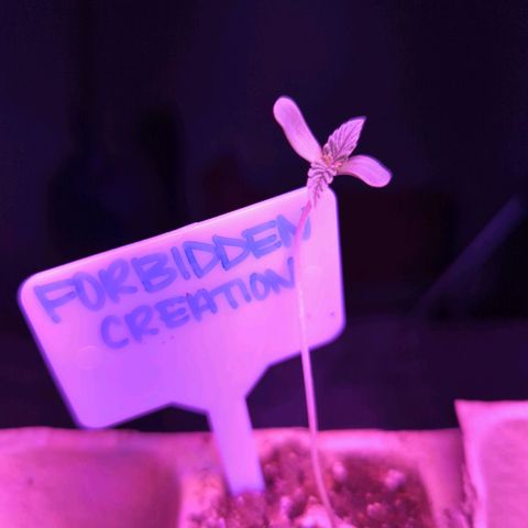 Forbidden Creation  growlog photo: Getting stronger will have to place a stint when it gets larger. 