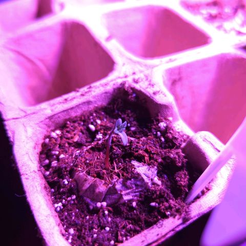 Tiger Bomb growlog photo: Definitely the runt of the litter. It's developing slowly but still processing with the others. 
