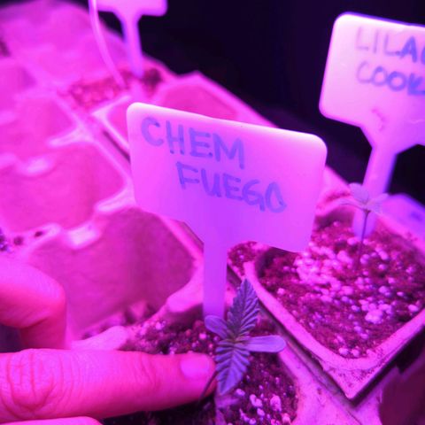 Chem Fuego  growlog timeline photo
