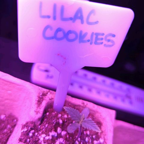 Lilac Cookies growlog timeline photo