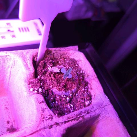 Tiger Bomb growlog timeline photo