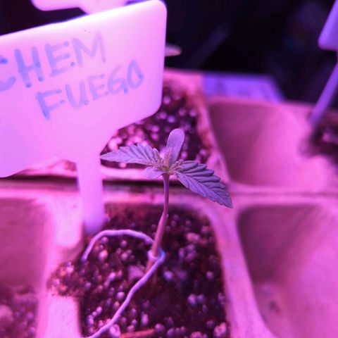 Chem Fuego  growlog photo: Braced with a toothpick to keep it up straight 