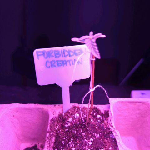 Forbidden Creation  growlog timeline photo