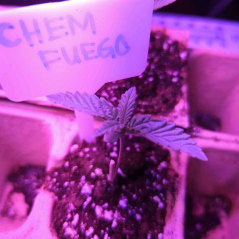 Chem Fuego  growlog timeline photo