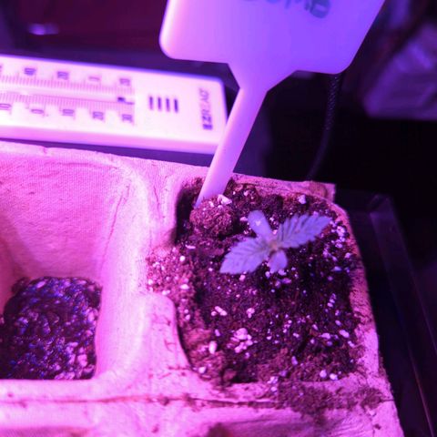 Tiger Bomb growlog timeline photo