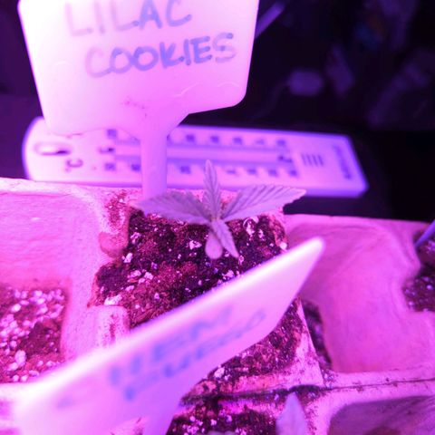 Lilac Cookies growlog timeline photo