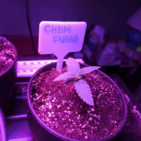 Chem Fuego  growlog timeline photo