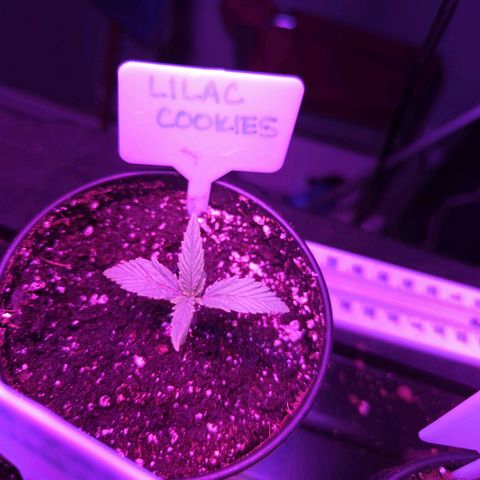 Lilac Cookies growlog timeline photo