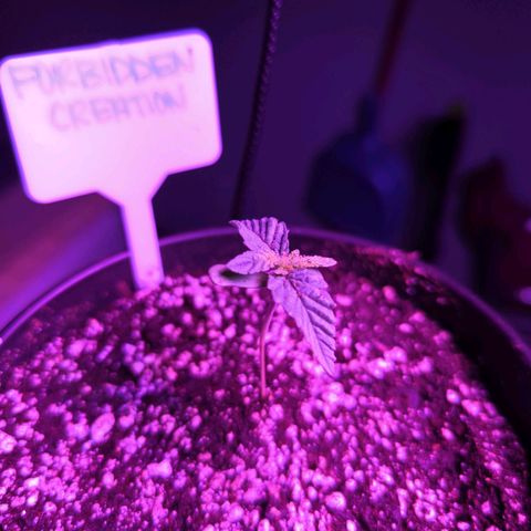 Forbidden Creation  growlog timeline photo
