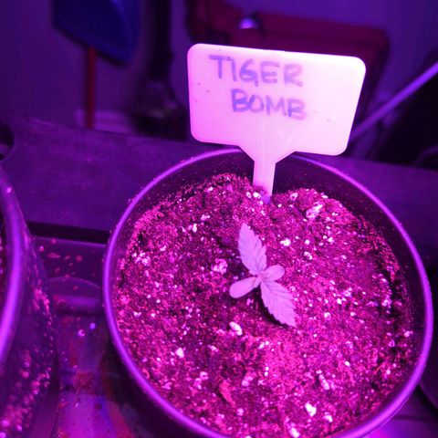 Tiger Bomb growlog timeline photo