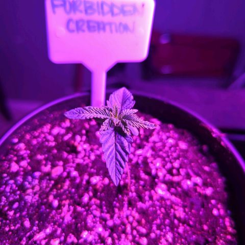 Forbidden Creation  growlog photo: Starting to experience some weird burn on the tip of the leaves. Idk what from the rest of the plants are doing just fine. Will continue to monitor 